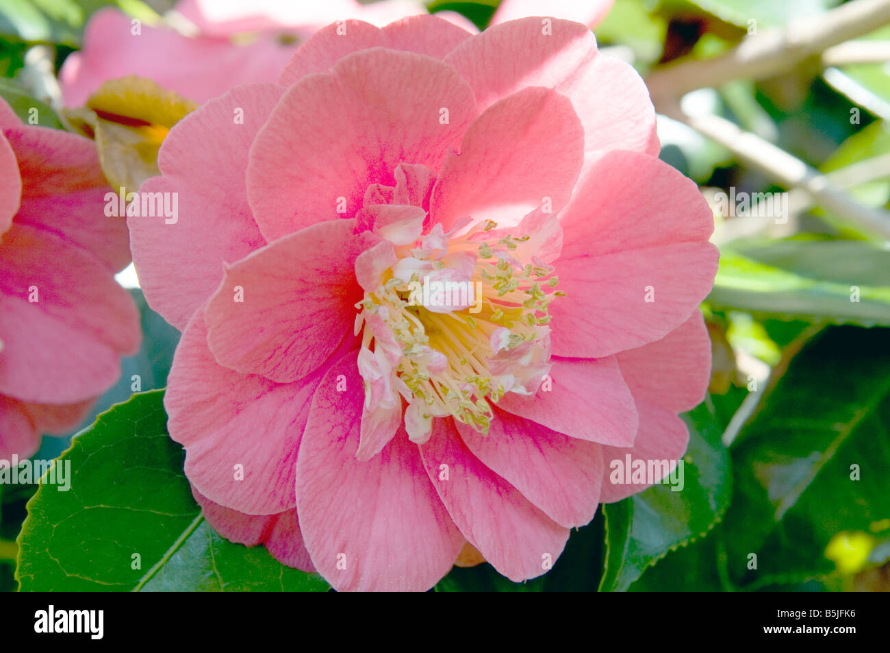 Camellia `Francis L` semi double Stock Photo